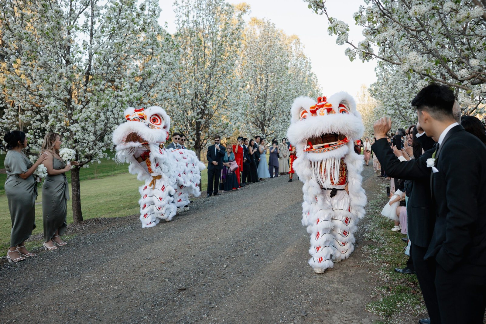 A lion dance on the path under blossom, guests either side